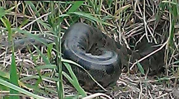 Florida Fish and Wildlife Conservation Commission officers responded to a call from a citizen about a 9-plus foot green anaconda near State Road 50 at the St. Johns River, near the Brevard and Orange county line. (FWC image)