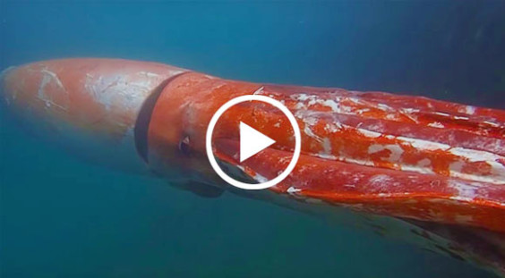 VIRAL VIDEO: Giant Squid Spotted Near Japanese Marina - Space Coast Daily