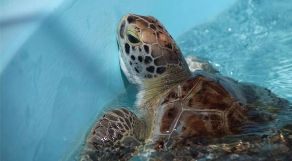 Tammy Turtle A Tale of Saving Sea Turtles Children's Book - Loggerhead  Marinelife Center