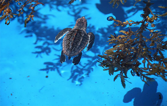 Tammy Turtle A Tale of Saving Sea Turtles Children's Book - Loggerhead  Marinelife Center