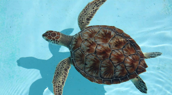 Tammy Turtle A Tale of Saving Sea Turtles Children's Book - Loggerhead  Marinelife Center