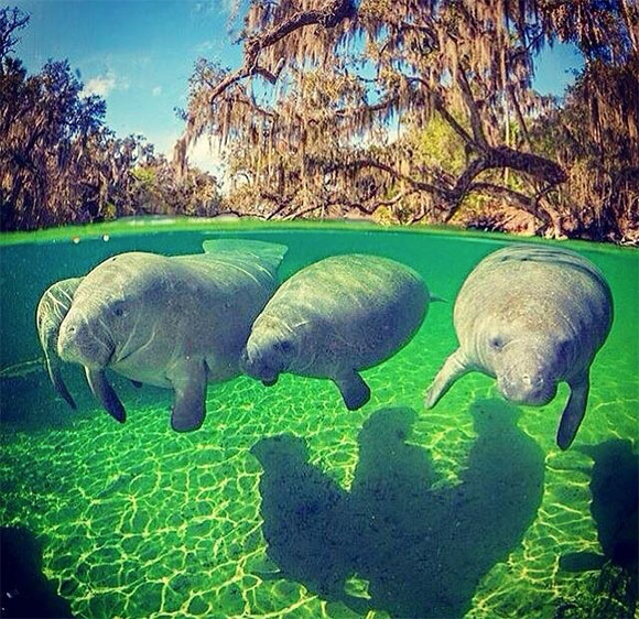 These manatees know how to pose for a surreal picture. The water is so clear and they are so still that they appear to be hovering in midair. During the winter months, manatees head for warm waters, such as this crystal-clear spring so they can survive the winter. These manatees were spotted at Three Sisters Spring in Crystal River. (MyFWC.com image)