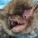 Florida Fish And Wildlife: Biologists Capture Bats, Check Signs of White-Nose Syndrome