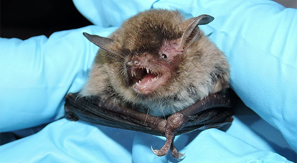 Biologists follow national decontamination protocols and wear a fresh pair of gloves while handling each bat to prevent the spread of white-nose syndrome. (MyFWC image)