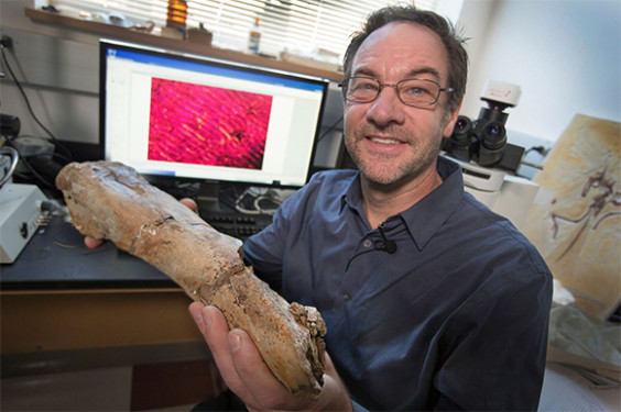 Erickson holds a leg bone from Eotrachadon in his lab in Tallahassee. (Florida State image)