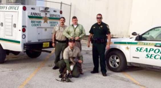 Throughout this past week an injured Pelican was spotted in distress swimming along the shoreline of Port Canaveral with a broken wing dragging behind that was tangled in fishing gear. (BCSO image)