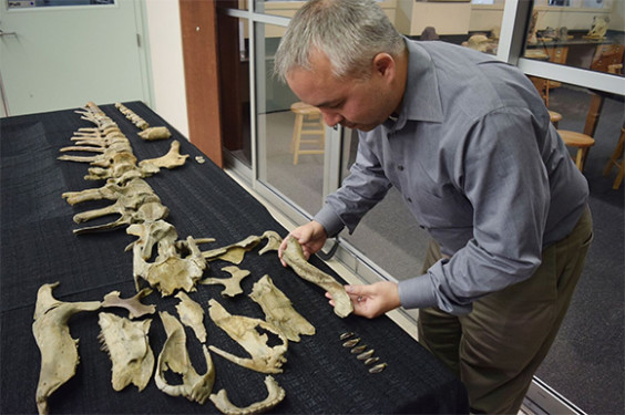 Jun Ebersole examines remains of Eotrachadon. (Florida State image)