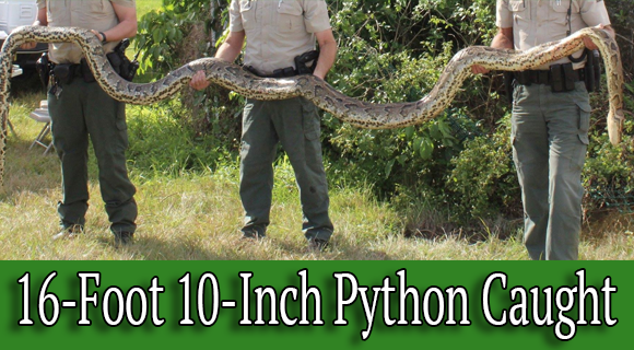 FWC: 16-Foot, 10-Inch Snake Caught As Part of Python Removal ...