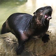 Florida Fish And Wildlife: River Otter Saved By Busch Wildlife ...