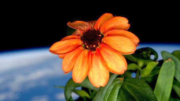 Zinnia-flower-580-1