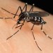 Gov. Rick Scott Declares Zika Virus Health Emergency, 9 Cases Reported In Florida