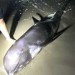 SeaWorld, BCFR Responds To Distressed Beached Dolphin That Later Died