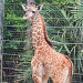 VIDEO: Brevard Zoo’s Baby Female Giraffe Meets Her Tall, Younger Brother