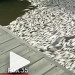 FOX 35 VIDEO: Brevard County Leaders To Ask Gov. Rick Scott For Help With Indian River Lagoon