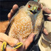 Florida Fish and Wildlife Successfully Rescue, Hydrate and Release Cooper’s Hawk