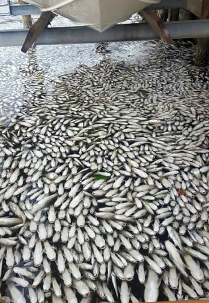 WFTV: Hundreds of Fish Dying In Indian River, Banana River; Harmful ...