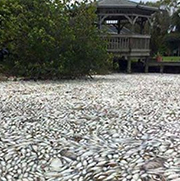 Brevard County Organizes Clean-up Effort For Indian River Lagoon Fish ...