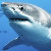 SHARK WATCH: 12-Foot Great White Shark ‘Caroline’ Pings Off Cape Canaveral Coast