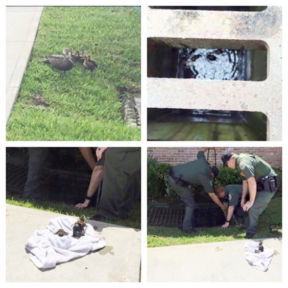 Deputy Jared Conaway, Deputy Fred Mendiola, Deputy Chad Crawford, and Deputy Daniel Aponte immediately jumped into action in an attempt to save the ducklings. The Deputies removed the storm drain and subsequently utilized dog leashes and other make shift devices to scoop the endangered ducklings from the drain area. (BCSO image) 