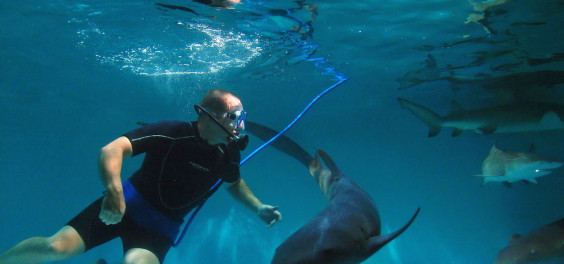 See the professional diver ascend into the live shark exhibit during the Space Coast Spring Fair.