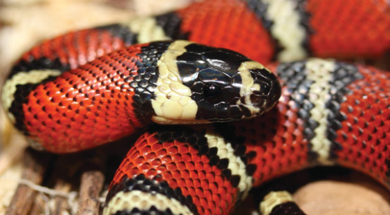 Coral Snakes, such as the one above, Copperheads, Water Moccasin, Eastern Diamondback Rattlesnakes, Pygmy Rattlesnakes and Canebrake Rattlesnakes are all examples of venomous snakes found in Florida. At its April 14 meeting at Harbourside Place in Jupiter, FWC approved further action by staff to work with a Technical Advisory Group, industry experts and others to refine proposed changes to existing rules, including a possible venomous reptile classification system, then return at a future meeting with a draft rule for the Commission to consider. (Wikipedia image)