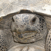 VIDEO: FWC To Celebrate Gopher Tortoise Day April 10, First Time In ...