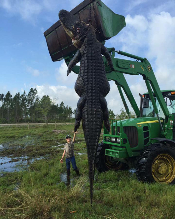 "The KVJ Morning Show" on South Florida radio station WRMF (97.9 FM) shared this image on Facebook of a bull gator recently captured that apparently had been chowing down on cattle on a ranch in Okeechobee. Although mammoth in size, its not the heaviest gator ever harvested in the state. That distinction belongs to a 1,043-pounder caught in Orange Lake in Alachua County, according to the Florida Fish and Wildlife Conservation Commission. 