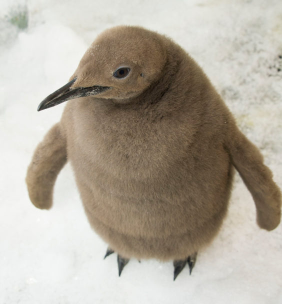 King-PenguinChick-SeaWorldFull-2