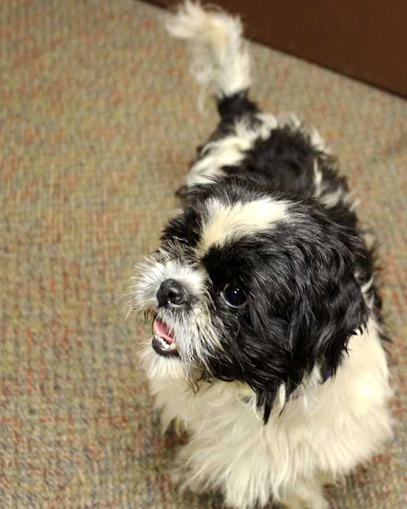 An abandoned puppy was found today by Titusville police officers chained to a stop sign at I-95 and Cheney Highway.