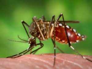 The Aedes aegypti mosquito is the primary vector of the Zika virus.