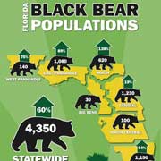 Florida Black Bear Is Conservation Success Story, Adult Bear Population ...