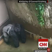 CNN VIDEO: Critics Blame Mom And Cincinnati Zoo In Gorilla's Death ...