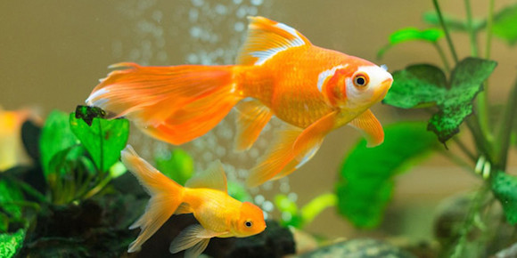 Low-Maintenance-Fish-Goldfish-600x300