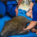 VIDEO: FWC Rescues, SeaWorld Rehabilitates Three Manatees; Mother and Calf Included