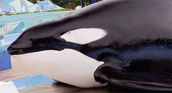 Famous SeaWorld Orca, Tilikum Has Died After 25 Years With SeaWorld ...