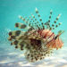 Lionfish Challenge Records Nearly 10,000 Lionfish Removed From Florida Waters