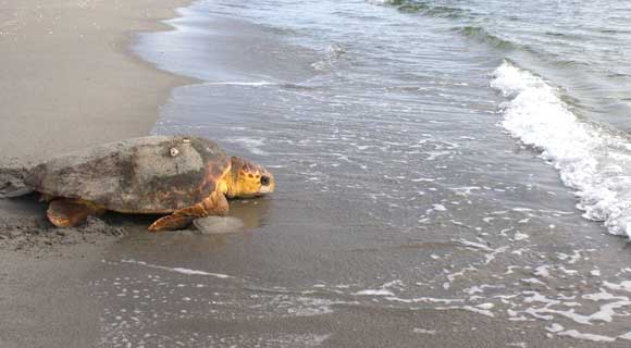SEA-TURLE-RESCUE-580-4