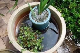 standing water-mosquito breeding