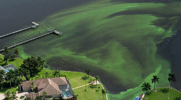 An aerial view of the blue-green toxic algae plaguing the Treasure coast (Bullsugar.org Image)