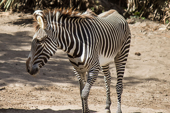 Brevard-Zoo-Lauren-Zebra-580-5