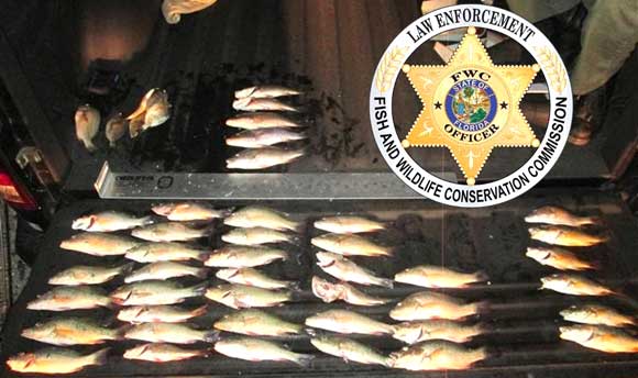 The contents of the bag seized by Officer Wagner revealed 36 mangrove snapper, six schoolmaster snapper, grunts and pinfish. (FWC image)