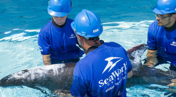 SEAWORLD-RESCUE-580