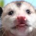 Opossums Are Florida’s Only Marsupial, Having a Pouch For Carrying Their Young