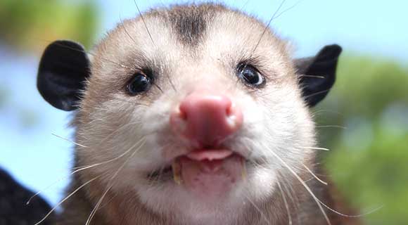 Did you know that the opossum is Florida’s only marsupial?