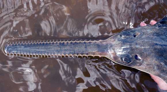 MyFWC: If You See Or Accidentally Catch a Sawfish In Florida Waters, Please Report It!