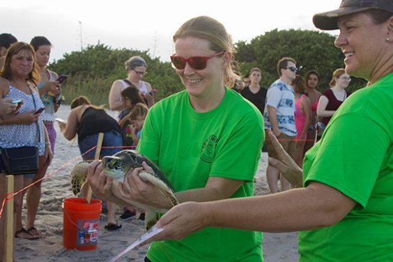 Brevard Zoo’s Sea Turtle Healing Center Rescues, Releases 'Hairy' the ...