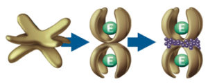 Α2M has two binding sites to which “proteases—E” are captured. This interaction permanently changes the shape of the A2M and creates a condition where the complex can be broken down and eliminated by the body through natural mechanisms.