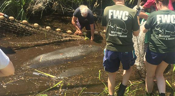 fwc-manateee-rescue-580