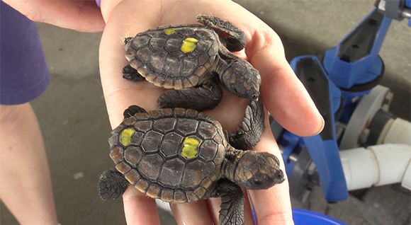 Video: Brevard Zoo's Sea Turtle Healing Center Caring For 26 Sea Turtle 