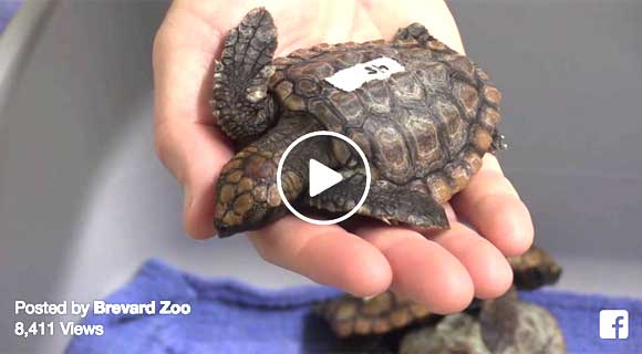 Video: Brevard Zoo Assisting Sea Turtle Preservation Society In 